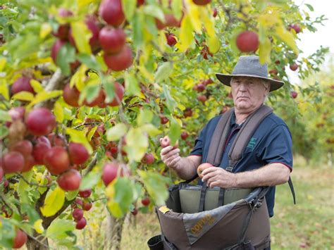 PickShepp: How to make a buck with fruit picking | The Weekly Times