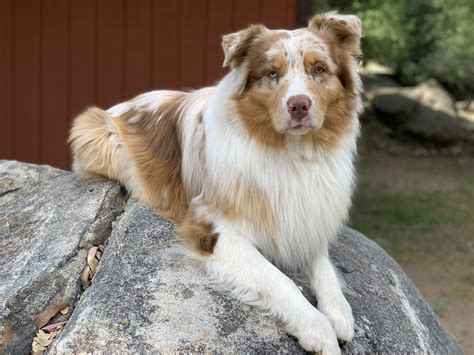 Red Merle Male Australian Shepherd Red Merle Australian Shepherd ...