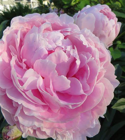 pink peony