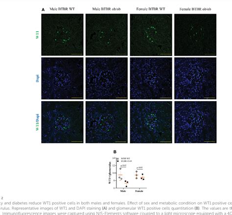 DNA methylation enzymes in the kidneys of male and female BTBR ob/ob ...