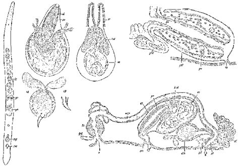 WoRMS - World Register of Marine Species