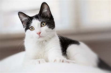 200 Best Black-and-White Cat Names - Parade Pets