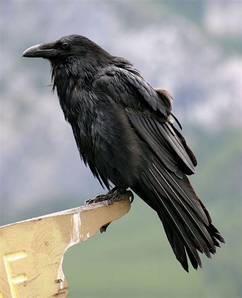 Raven | Size & Facts | Britannica