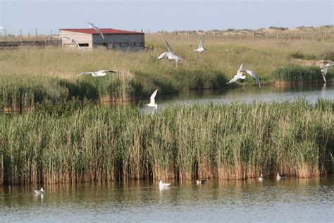 Things to do | Rye Harbour Nature Reserve | Hotel East Sussex | The ...