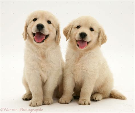 Golden Retriever Puppies Wallpaper - WallpaperSafari