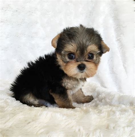 Teacup Yorkie Puppy For sale Lilly! | iHeartTeacups