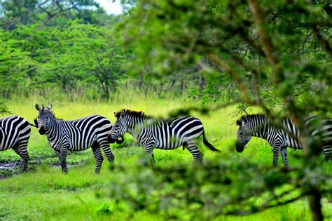 List of all Uganda National Parks - Habari Uganda Tours