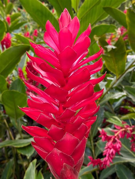 Red Hawaiian Ginger Plant (Alpinia Purpurata) For Sale — Kanoa Hawaii