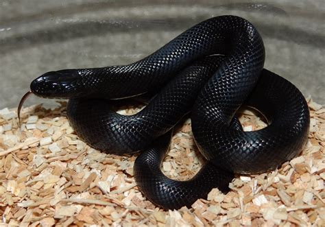 For Sale 2017 Mexican Black Kingsnakes 2.0 - FaunaClassifieds