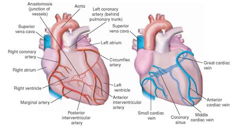 What is coronary circulation? | Socratic