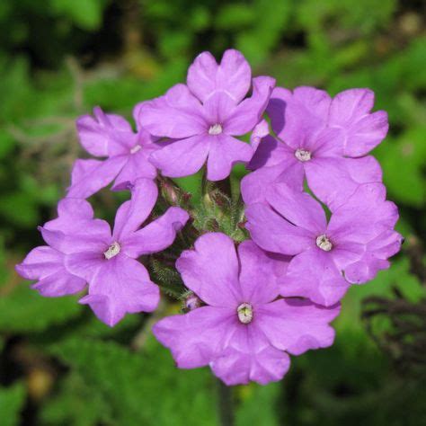 23 Best Verbenaceae images | Planting flowers, Verbena, Plants