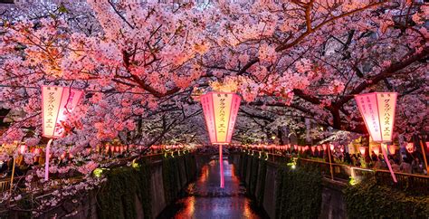 Cherry Blossom Festival 2024 Near Me - Sofie Eleanore