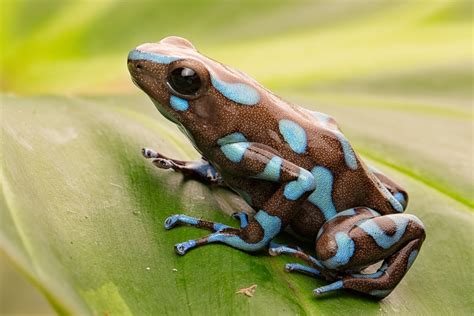 8 Poison Dart Frog Species That You Can Keep at Home - Reptile Advisor