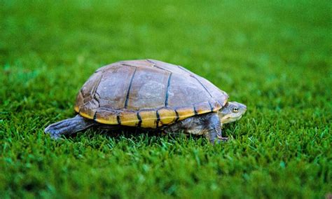 Mud Turtle: Lifespan, Size, and How to Care for One - A-Z Animals