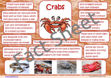 Crab Facts - MindingKids