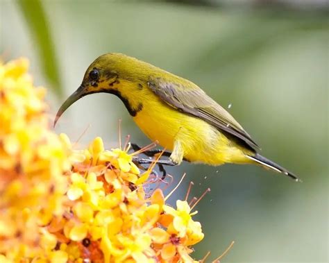 Smallest Bird in the World - Bee Hummingbirds