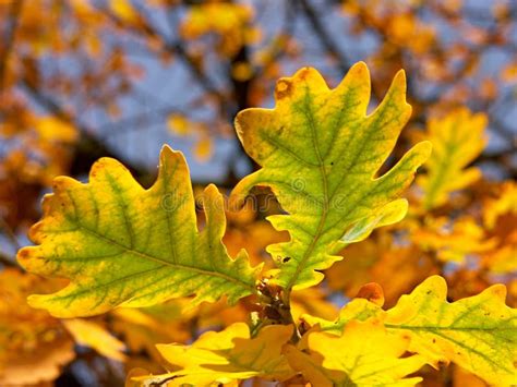 Oak Leaves in Autumn Colors Stock Photo - Image of park, outdoors: 309570