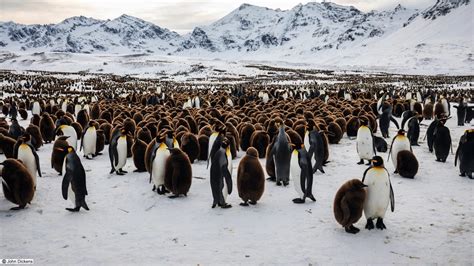 Penguins - BirdLife International