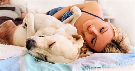 Is Your Dog Sleeping In Bed With You - Pros And Cons Of Sleeping With Dogs