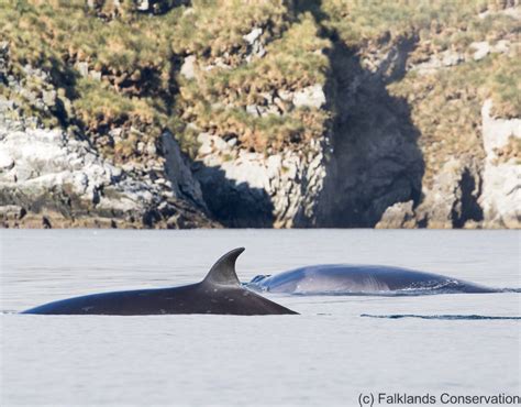 SEI whale - Falklands Conservation