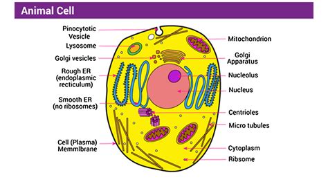 Draw a labelled diagram of a typical animal cell.