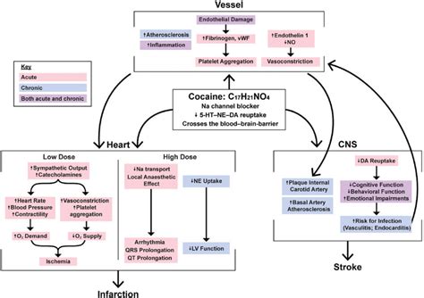 Cocaine's acute and chronic toxicity mechanisms | Download Scientific ...