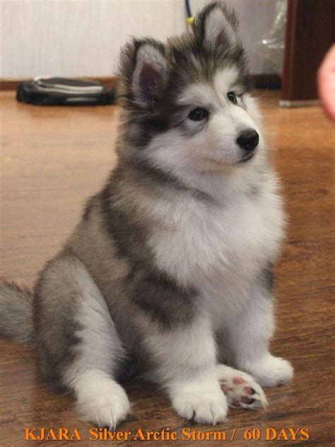 Alaskan malamute puppy Cute | Malamute puppies, Alaskan malamute ...