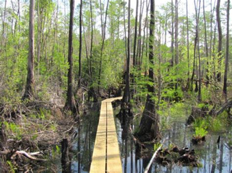 Okefenokee Swamp Park | Official Georgia Tourism & Travel Website ...