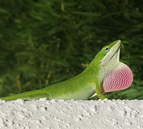 A picture of the anole green lizard - About Wild Animals