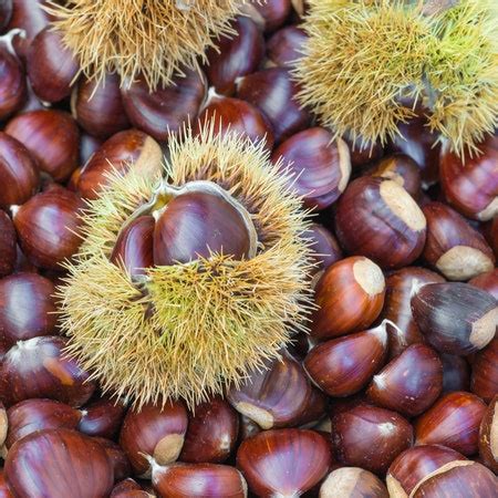 Chestnuts: Recipes, Italian Dishes and Tutorials - La Cucina Italiana