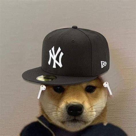 Pin de Stilly en Dog with hat | Perros com, Imágenes divertidas de ...