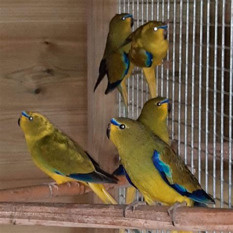 Elegant Grass Parakeets x 5 – Birdline Parrot Rescue