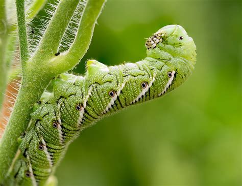 Tomato Hornworm – West Coast Seeds