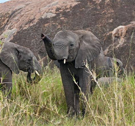 Premium Photo | Elephants in serengeti national park