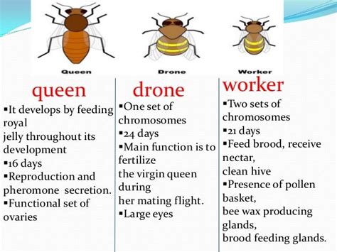 social organisation of honey bee