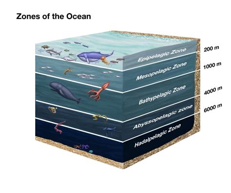 Zones of the Ocean Poster Print by Spencer SuttonScience Source ...