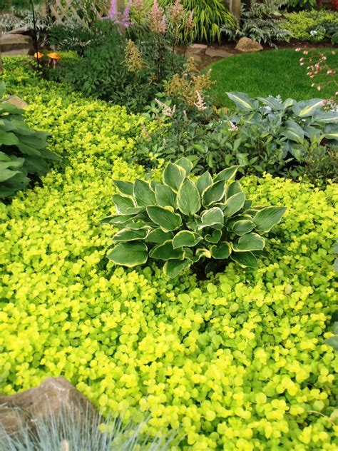 awesome 80 Pretty Creeping Jenny for Garden https://wartaku.net/2017/04 ...