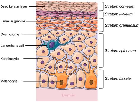 Epidermal Layers Diagram