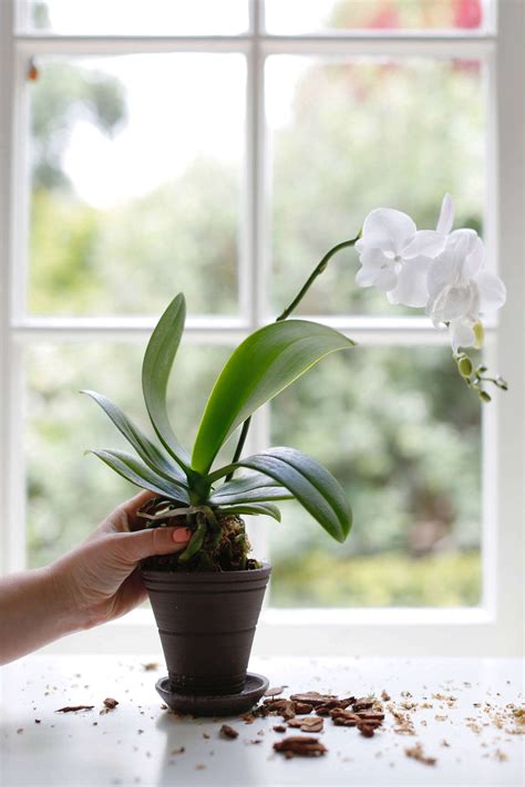 How to Repot an Orchid Step by Step (Without Killing It)