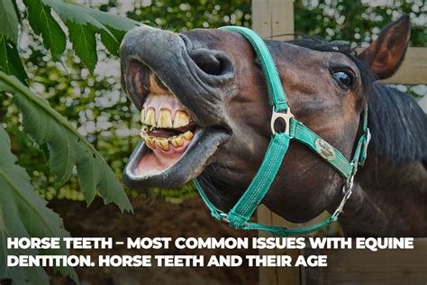 Horse Teeth Age