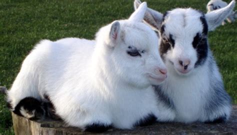 Pygmy Goat Breed – Everything You Need to Know