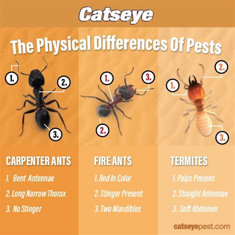 Carpenter Ants Vs Termites