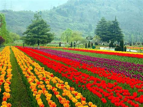 Meet the men behind Asia's largest Tulip Garden in Kashmir