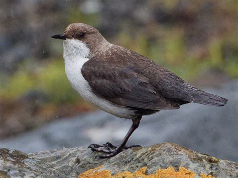 White-throated Dipper - eBird