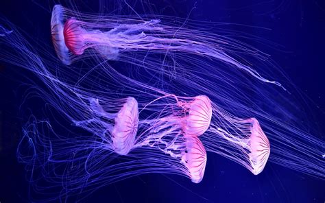 Jellyfish Wallpapers (69+ images)