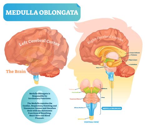 The Center of Vital Body Processes: What Is the Medulla Function?