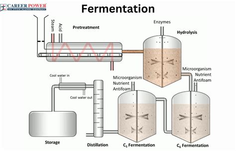 Fermentation: Definition, Process and types of Fermentation