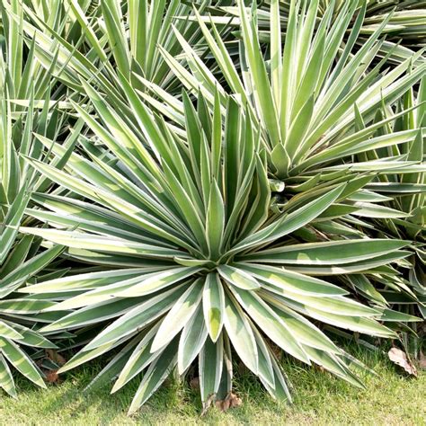 Sisal (Agave sisalana) Flower, Leaf, Care, Uses - PictureThis