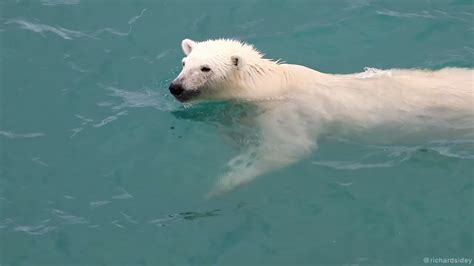 Polar Bear Swimming