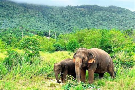 Koh Samui: Elephant Care Sanctuary Visit 2024